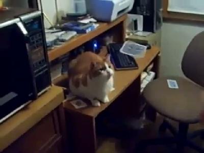 En Sevimli Kedi