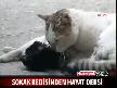 Bu kedi çok yardımsever