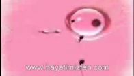 DÖLLENME ( SPERM VE YUMURTA HÜCRESİNİN BİRLEŞME AN