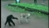 video Aman Maymun Dikkat Et:)
