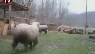 Bu inan�lmaz koyun k�pek koval�yor!