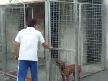video Kapıya Tırmanan Pitbull