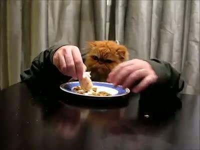 Masada Yemek Yiyen Kedi